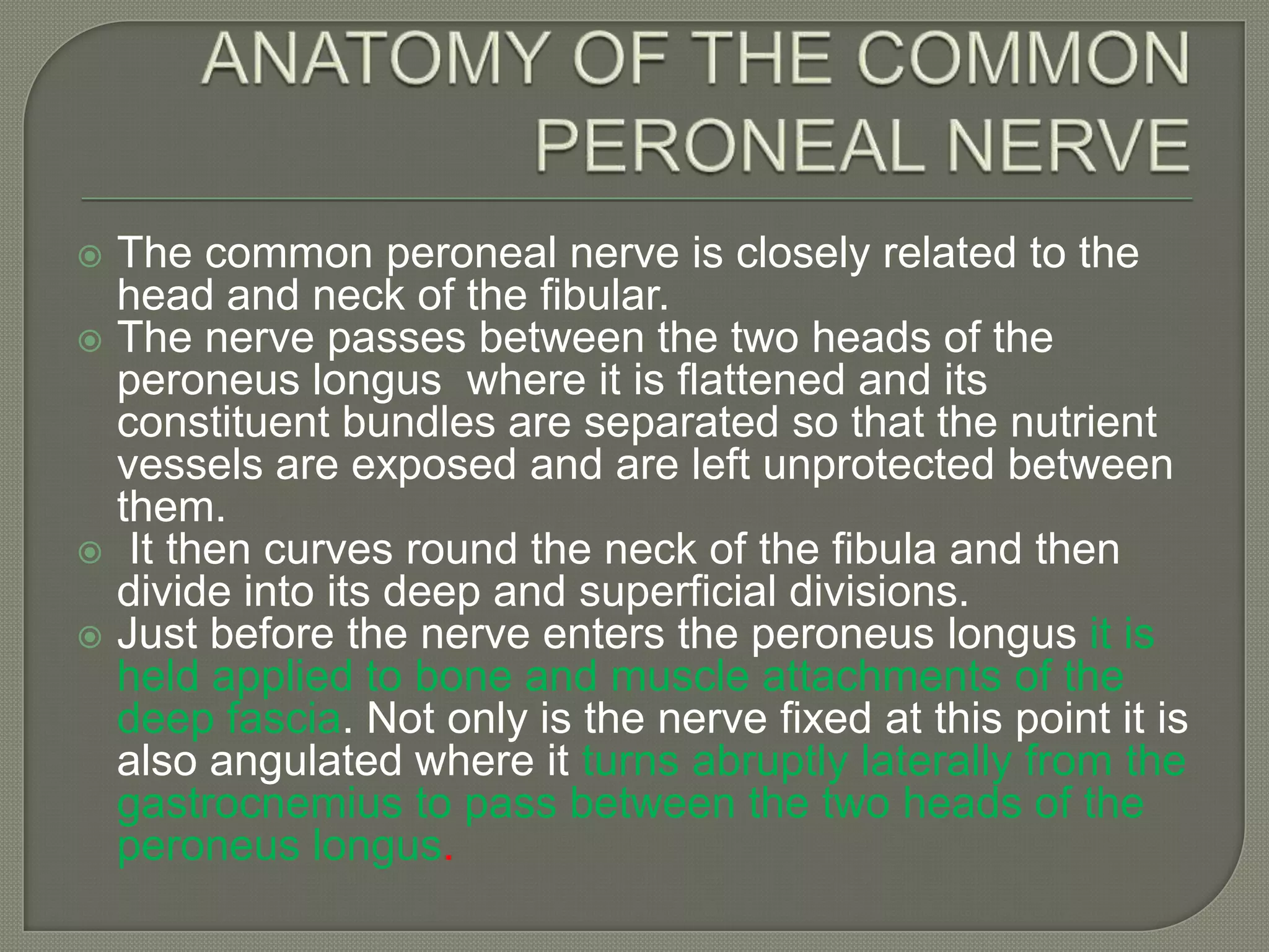 The common peroneal nerve is closely related to the
head and neck of the fibular.
 The nerve passes between the two heads of the
peroneus longus where it is flattened and its
constituent bundles are separated so that the nutrient
vessels are exposed and are left unprotected between
them.
 It then curves round the neck of the fibula and then
divide into its deep and superficial divisions.
 Just before the nerve enters the peroneus longus it is
held applied to bone and muscle attachments of the
deep fascia. Not only is the nerve fixed at this point it is
also angulated where it turns abruptly laterally from the
gastrocnemius to pass between the two heads of the
peroneus longus.


 