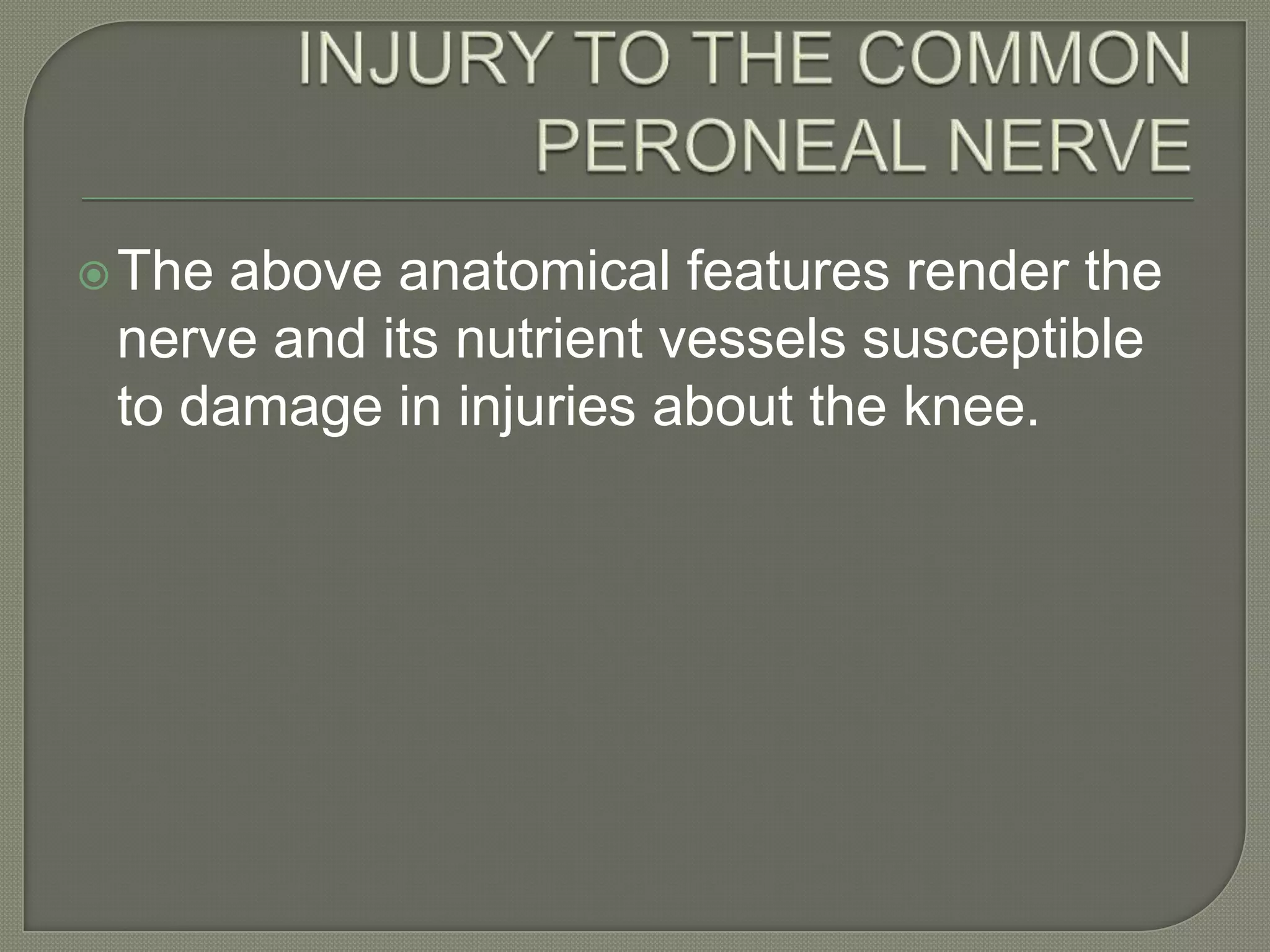 The

above anatomical features render the
nerve and its nutrient vessels susceptible
to damage in injuries about the knee.

 