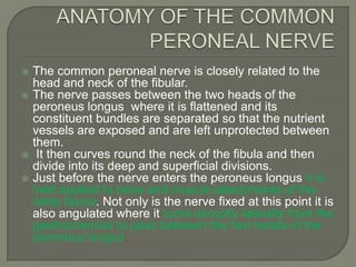 The common peroneal nerve is closely related to the
head and neck of the fibular.
 The nerve passes between the two heads of the
peroneus longus where it is flattened and its
constituent bundles are separated so that the nutrient
vessels are exposed and are left unprotected between
them.
 It then curves round the neck of the fibula and then
divide into its deep and superficial divisions.
 Just before the nerve enters the peroneus longus it is
held applied to bone and muscle attachments of the
deep fascia. Not only is the nerve fixed at this point it is
also angulated where it turns abruptly laterally from the
gastrocnemius to pass between the two heads of the
peroneus longus.


 