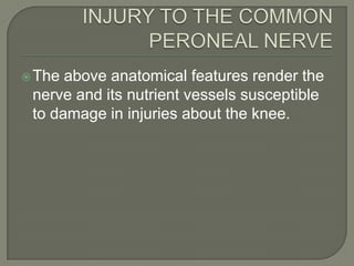  The

above anatomical features render the
nerve and its nutrient vessels susceptible
to damage in injuries about the knee.

 