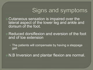 Cutaneous

sensation is impaired over the
lateral aspect of the lower leg and ankle and
dorsum of the foot.

 Reduced

dorsiflexion and eversion of the foot
and of toe extension
• The patients will compensate by having a steppage

gait.
 N.B

Inversion and plantar flexion are normal.

 