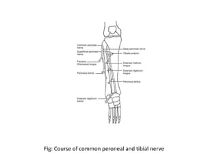 Fig: Course of common peroneal and tibial nerve
 