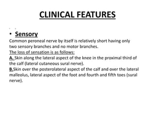 CLINICAL FEATURES
• s
• Sensory
Common peroneal nerve by itself is relatively short having only
two sensory branches and no motor branches.
The loss of sensation is as follows:
A. Skin along the lateral aspect of the knee in the proximal third of
the calf (lateral cutaneous sural nerve).
B.Skin over the posterolateral aspect of the calf and over the lateral
malleolus, lateral aspect of the foot and fourth and fifth toes (sural
nerve).
 