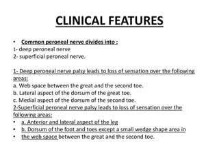 CLINICAL FEATURES
• Common peroneal nerve divides into :
1- deep peroneal nerve
2- superficial peroneal nerve.
1- Deep peroneal nerve palsy leads to loss of sensation over the following
areas:
a. Web space between the great and the second toe.
b. Lateral aspect of the dorsum of the great toe.
c. Medial aspect of the dorsum of the second toe.
2-Superficial peroneal nerve palsy leads to loss of sensation over the
following areas:
• a. Anterior and lateral aspect of the leg
• b. Dorsum of the foot and toes except a small wedge shape area in
• the web space between the great and the second toe.
 