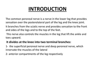 INTRODUCTION
The common peroneal nerve is a nerve in the lower leg that provides
sensation over the posterolateral part of the leg and the knee joint.
It branches from the sciatic nerve and provides sensation to the front
and sides of the legs and to the top of the feet.
This nerve also controls the muscles in the leg that lift the ankle and
toes upward.
It divides at the knee into two terminal branches:
1- the superficial peroneal nerve and deep peroneal nerve, which
innervate the muscles of the lateral
2- anterior compartments of the leg respectively
 