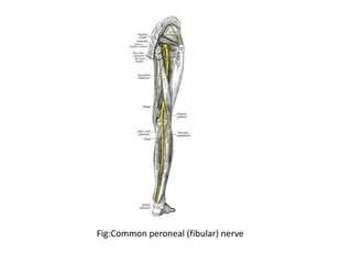 Fig:Common peroneal (fibular) nerve
 