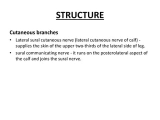 STRUCTURE
Cutaneous branches
• Lateral sural cutaneous nerve (lateral cutaneous nerve of calf) -
supplies the skin of the upper two-thirds of the lateral side of leg.
• sural communicating nerve - it runs on the posterolateral aspect of
the calf and joins the sural nerve.
 