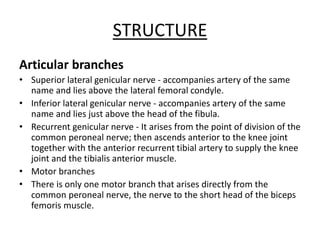 STRUCTURE
Articular branches
• Superior lateral genicular nerve - accompanies artery of the same
name and lies above the lateral femoral condyle.
• Inferior lateral genicular nerve - accompanies artery of the same
name and lies just above the head of the fibula.
• Recurrent genicular nerve - It arises from the point of division of the
common peroneal nerve; then ascends anterior to the knee joint
together with the anterior recurrent tibial artery to supply the knee
joint and the tibialis anterior muscle.
• Motor branches
• There is only one motor branch that arises directly from the
common peroneal nerve, the nerve to the short head of the biceps
femoris muscle.
 