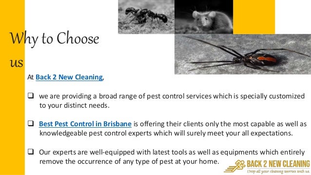 pests