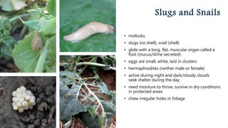 Common Insect Pests of Brassica Crops | PPTX