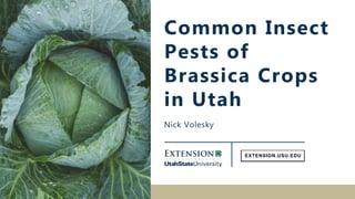 Nick Volesky
Common Insect
Pests of
Brassica Crops
in Utah
 