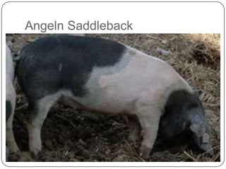 Angeln Saddleback
 
