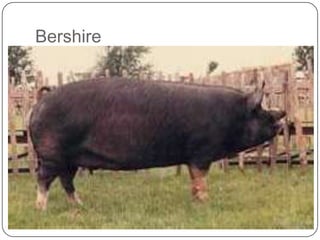 Bershire
 
