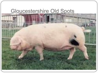 Gloucestershire Old Spots
 