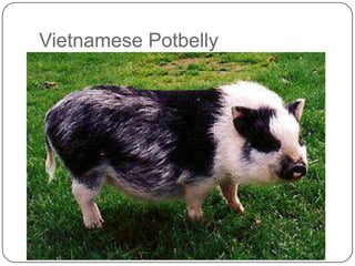 Vietnamese Potbelly
 
