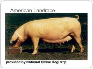 American Landrace
 