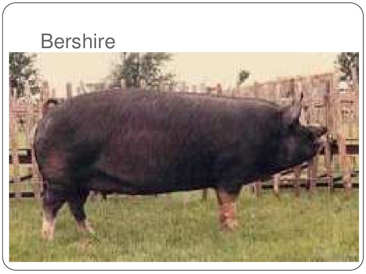 common breeds common pig breeds common breeds common pig breeds
