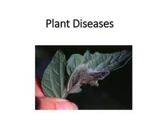 Plant Diseases
 
