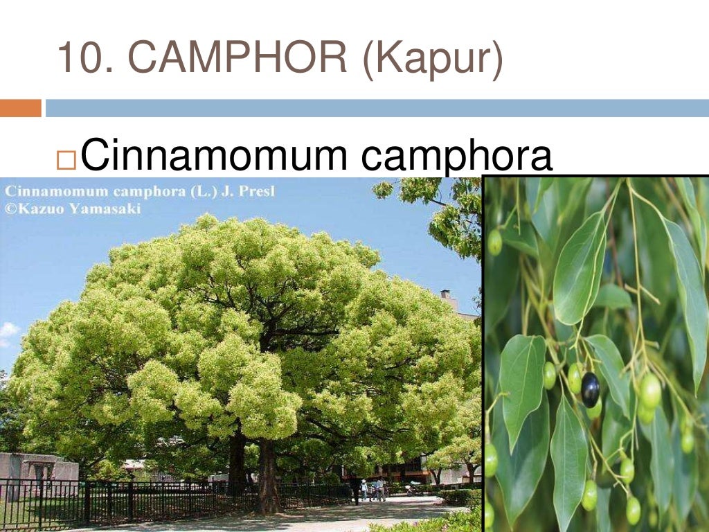 Common plants of Punjab (india)