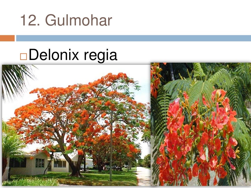 Common plants of Punjab (india)