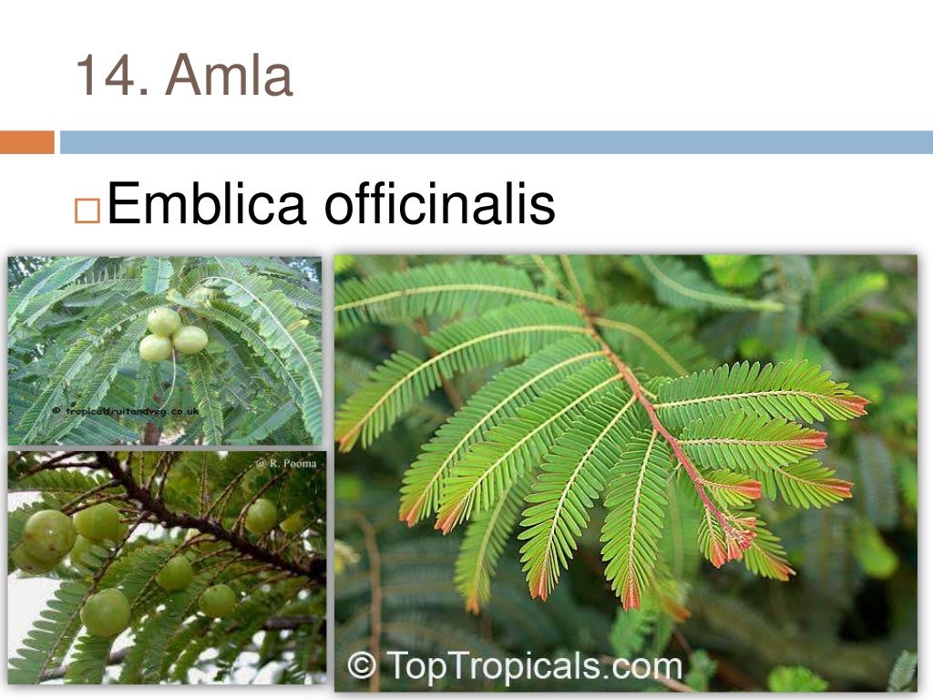 Common plants of Punjab (india)