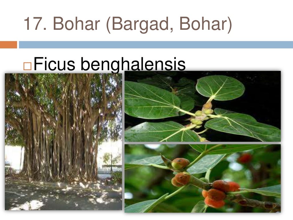 Common plants of Punjab (india)