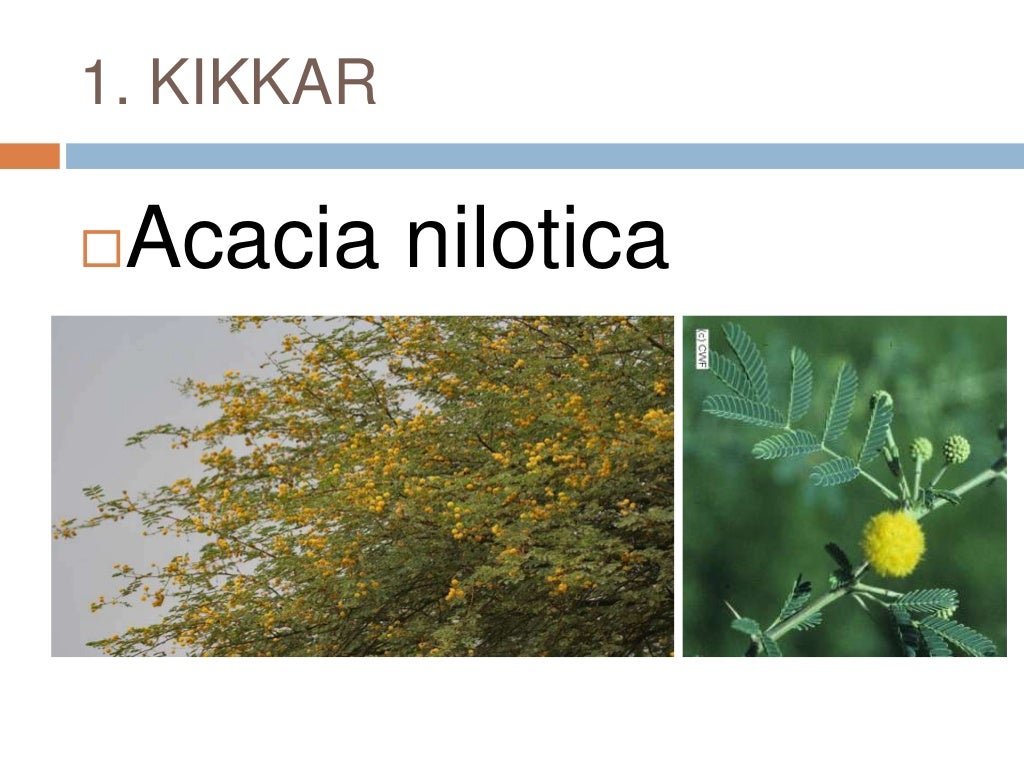 Common plants of Punjab (india)