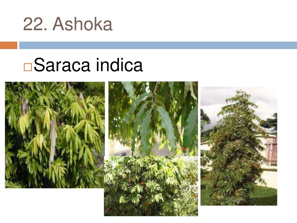 Common plants of Punjab (india)