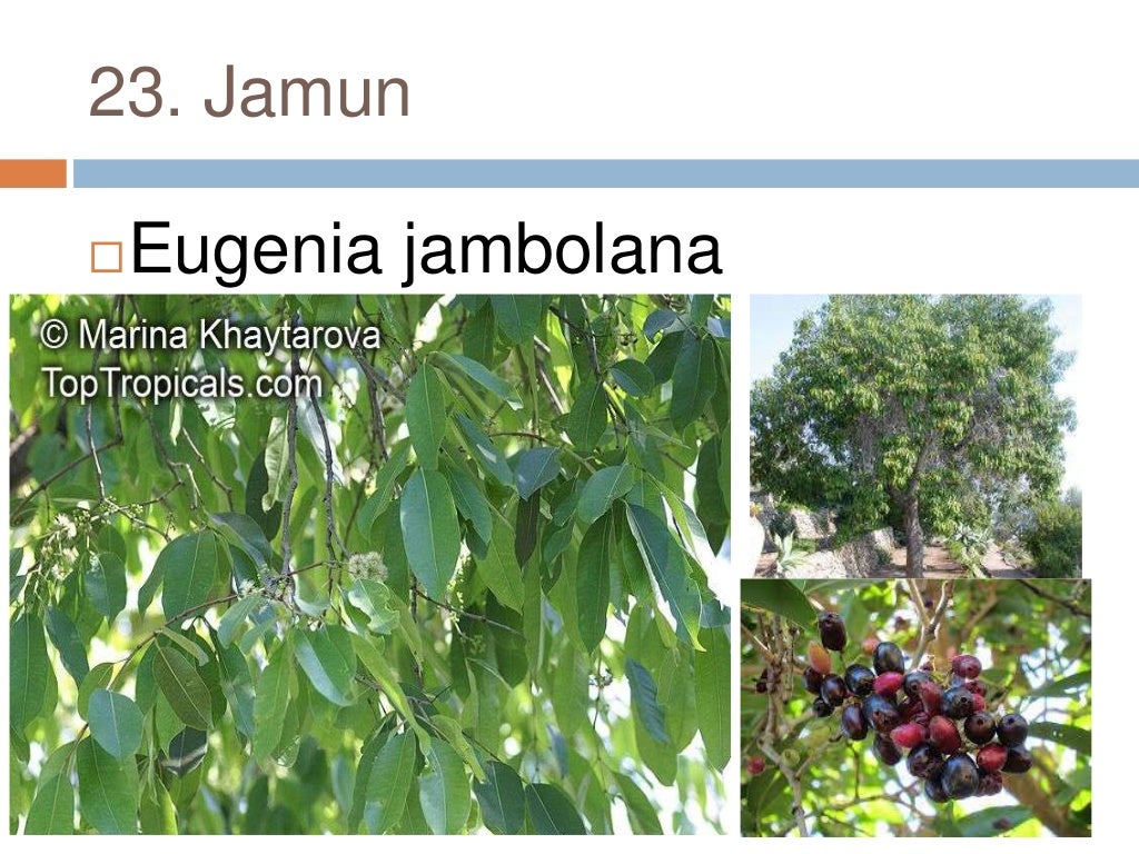 Common plants of Punjab (india)