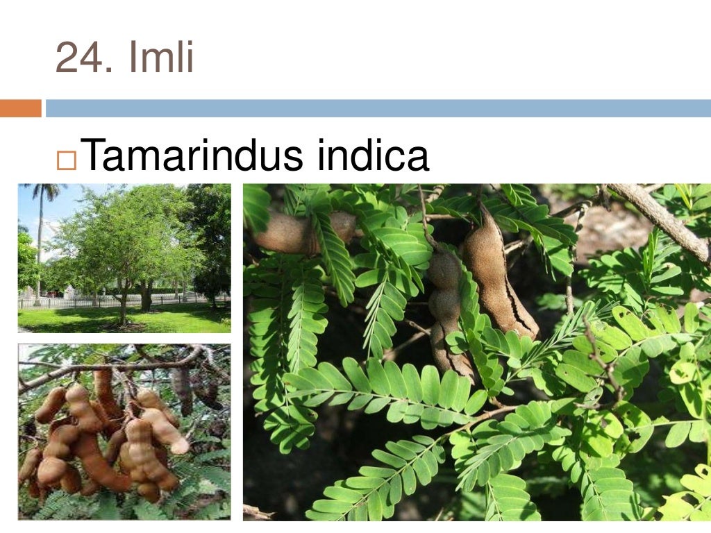 Common plants of Punjab (india)