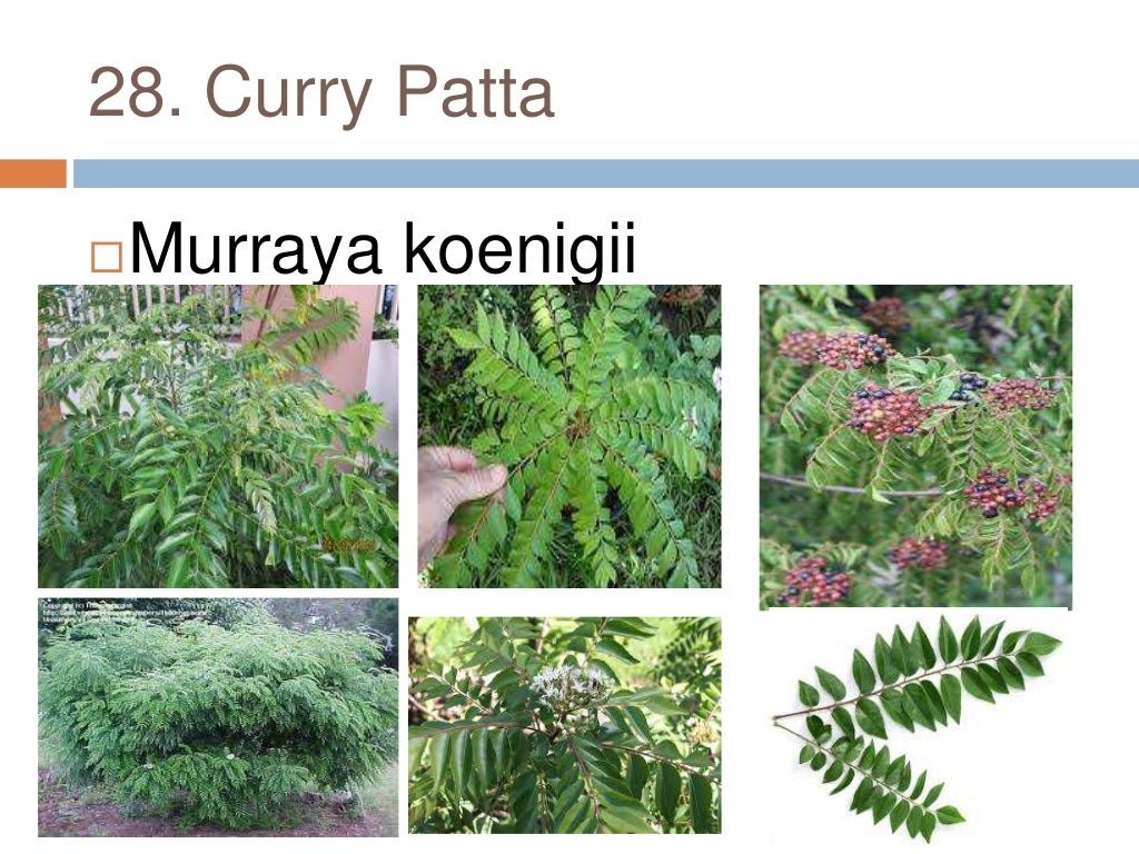 Common plants of Punjab (india)