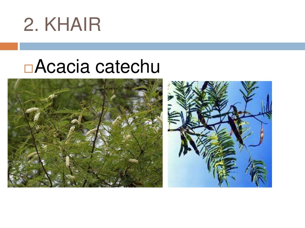 Common plants of Punjab (india)