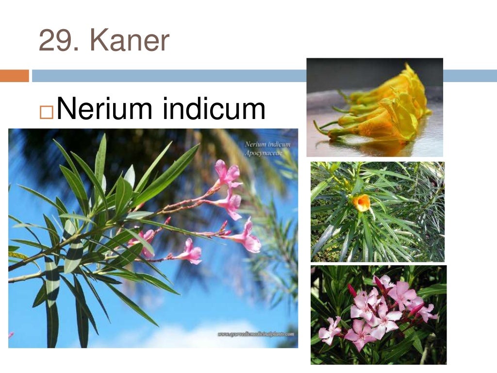 Common plants of Punjab (india)