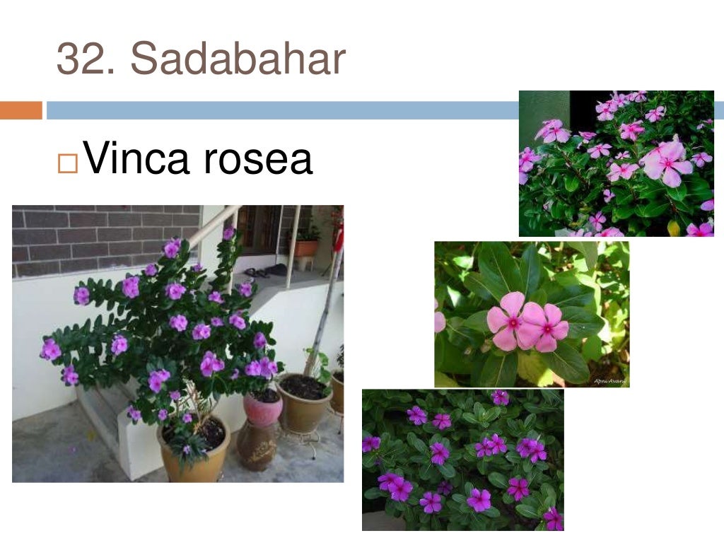 Common plants of Punjab (india)