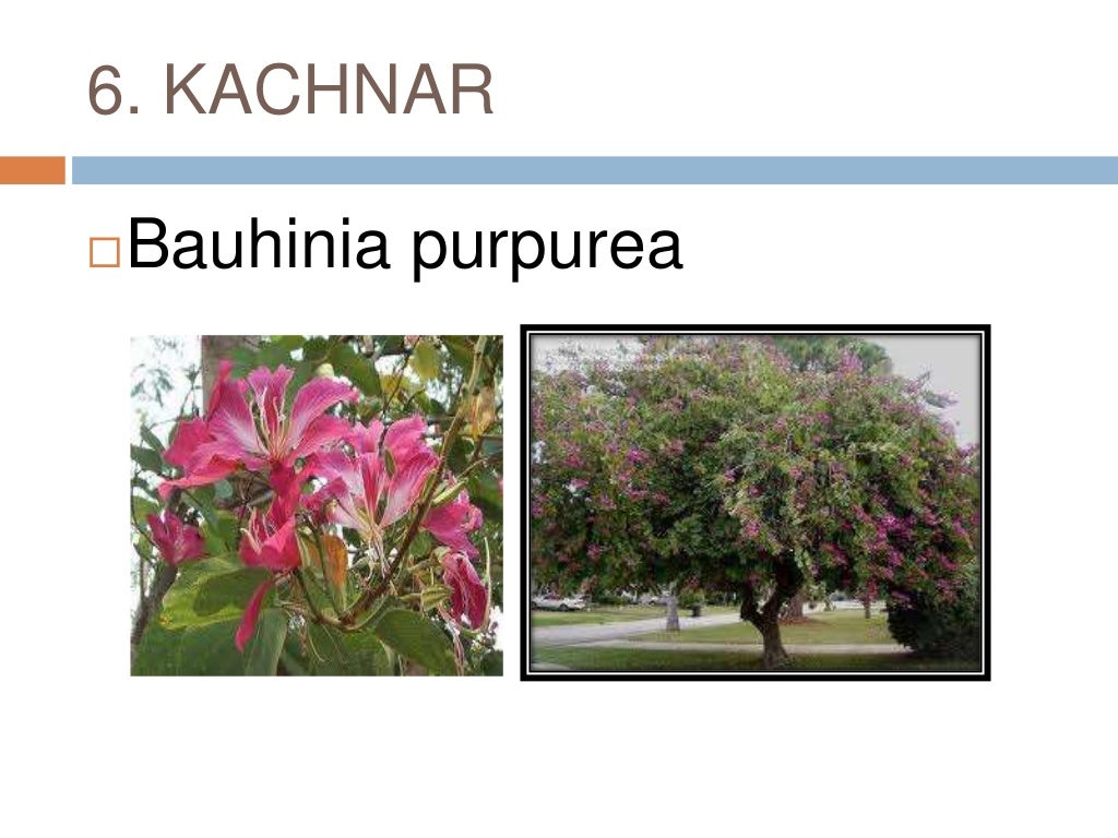 Common plants of Punjab (india)