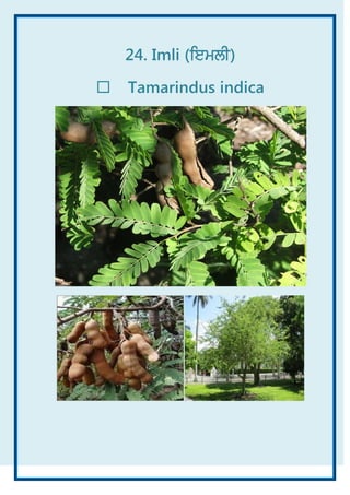 Common Plants of Punjab (India) ebook - A Visual Treat | PDF