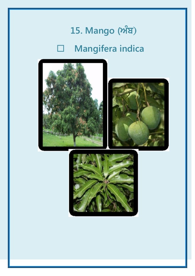 Common Plants of Punjab (India) ebook - A Visual Treat