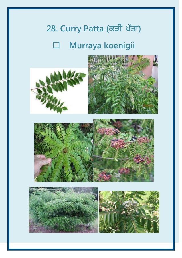 Common Plants of Punjab (India) ebook A Visual Treat