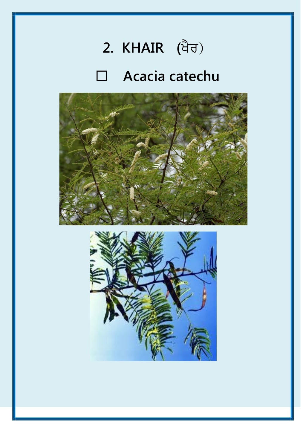 Common Plants of Punjab (India) ebook A Visual Treat