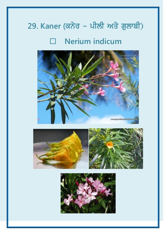 Common Plants of Punjab (India) ebook A Visual Treat