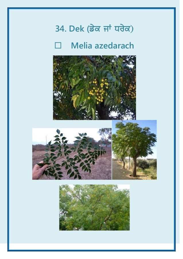 Common Plants of Punjab (India) ebook A Visual Treat