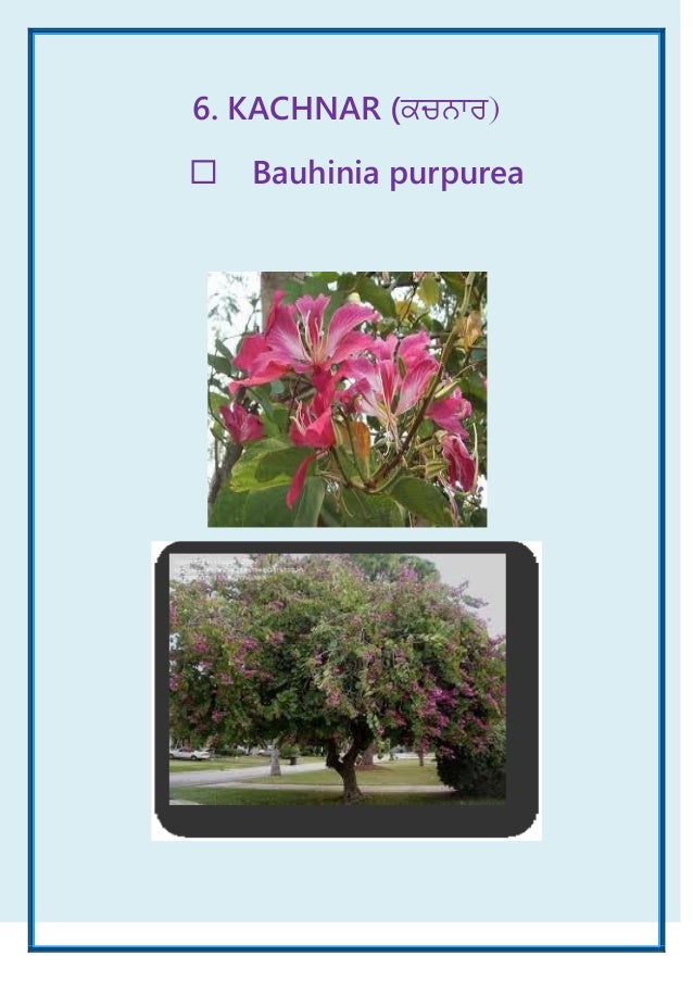 Common Plants of Punjab (India) ebook A Visual Treat