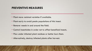 PREVENTIVE MEASURES
• Plant more resistant varieties if available.
• Plant early to avoid peaks populations of this insect.
• Remove weeds in and around the field.
• Control insecticides in order not to affect beneficial insects.
• Plow under infected plant residues or better burn them.
• Alternatively, destroy infected plants after harvest.
 