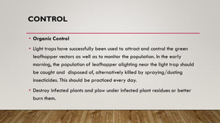 CONTROL
• Organic Control
• Light traps have successfully been used to attract and control the green
leafhopper vectors as well as to monitor the population. In the early
morning, the population of leafhopper alighting near the light trap should
be caught and disposed of, alternatively killed by spraying/dusting
insecticides. This should be practiced every day.
• Destroy infected plants and plow under infected plant residues or better
burn them.
 