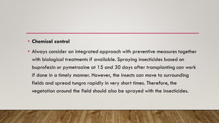 • Chemical control
• Always consider an integrated approach with preventive measures together
with biological treatments if available. Spraying insecticides based on
buprofezin or pymetrozine at 15 and 30 days after transplanting can work
if done in a timely manner. However, the insects can move to surrounding
fields and spread tungro rapidly in very short times. Therefore, the
vegetation around the field should also be sprayed with the insecticides.
 
