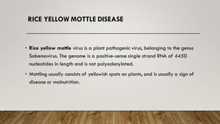 RICE YELLOW MOTTLE DISEASE
• Rice yellow mottle virus is a plant pathogenic virus, belonging to the genus
Sobemovirus. The genome is a positive-sense single strand RNA of 4450
nucleotides in length and is not polyadenylated.
• Mottling usually consists of yellowish spots on plants, and is usually a sign of
disease or malnutrition.
 