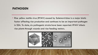 PATHOGEN
• Rice yellow mottle virus (RYMV) caused by Solemoviridae is a major biotic
factor affecting rice production and continues to be an important pathogen
in SSA. To date, six pathogenic strains have been reported. RYMV infects
rice plants through wounds and rice feeding vectors.
 