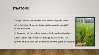 SYMPTOMS
• Younger leaves are mottled with yellow to green spots.
• After infection (2 weeks) these spots elongate parallel
to the leaf veins.
• In the center of the yellow streaks, dark patches develop.
• Older leaves show yellow or orange discoloration. The
growth of the plants can be stunted and the yield is reduced.
 