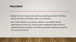TREATMENT
• Employ the use of large-scale synchronous planting combined with fallow
period to prevent the buildup of the virus and vector.
• plow under-infected crop residues, volunteer rice, infected ratoons,
alternate hosts of the virus, and the vector immediately after harvest to
reduce the primary inoculum in the field and prevent continuous survival of
the virus and the vector.
 