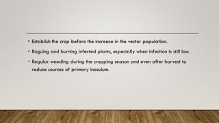 • Establish the crop before the increase in the vector population.
• Roguing and burning infected plants, especially when infection is still low.
• Regular weeding during the cropping season and even after harvest to
reduce sources of primary inoculum.
 